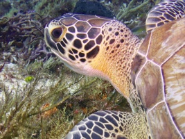 Green Sea Turtle IMG 4708